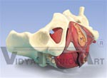 Female Pelvis and Pelvic Floor Model, 5 part